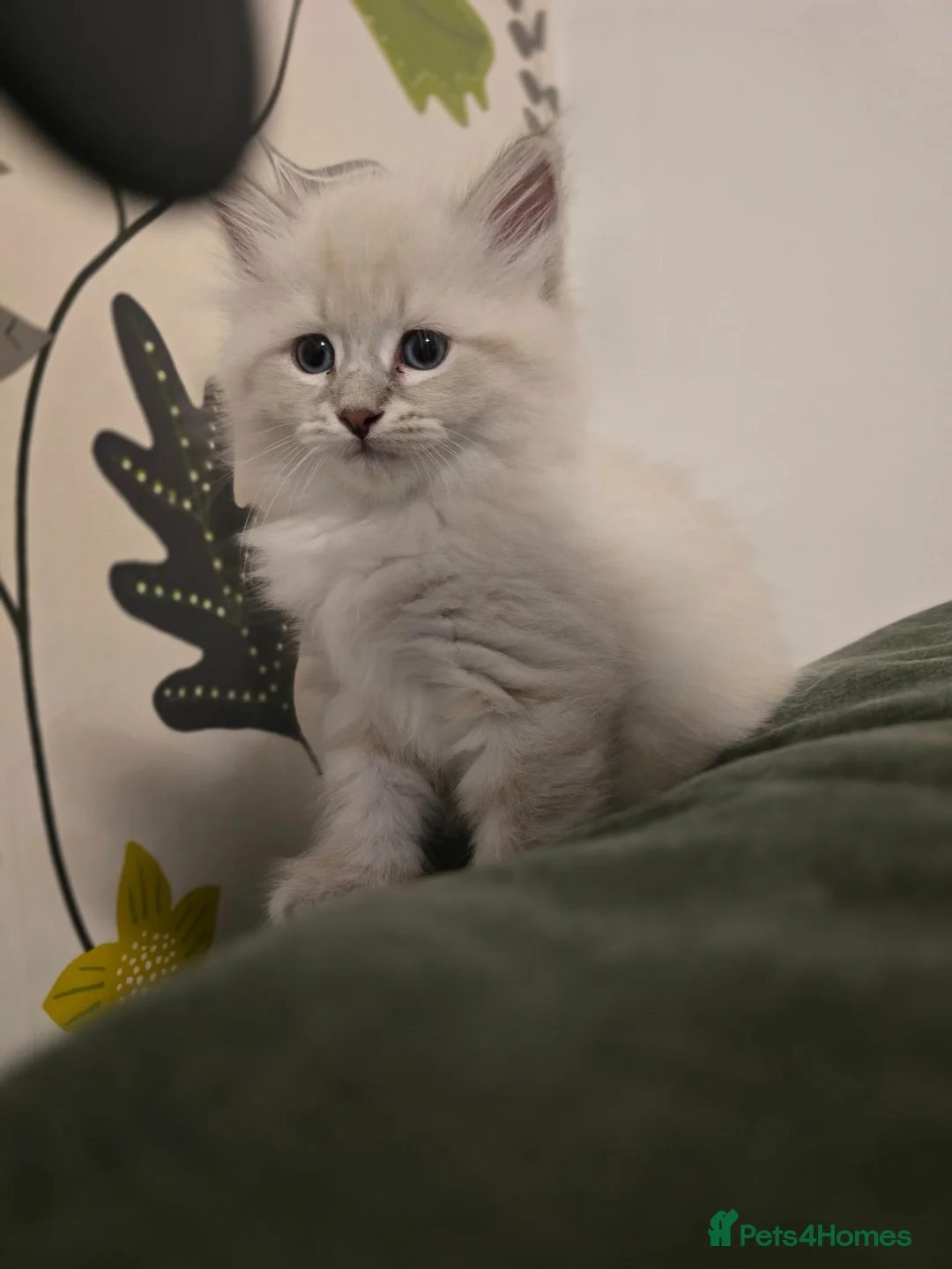 Siberian cats for sale: 4 Siberian Neva Masquerade kittens for seal - Advert 2
