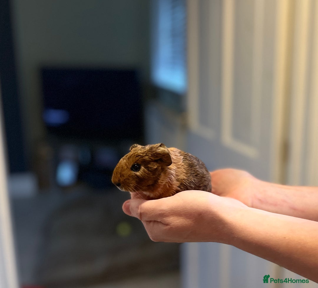 Guinea Pig rodents for sale: 🩷2 GIRL baby guinea pigs ready to leave 🩷  - Image 3