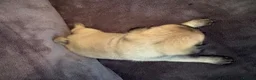 Pug dogs for sale: Beautiful Litter Of Pug Puppies All Girls  - Advert 15