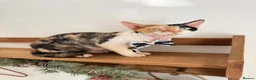 Devon Rex cats for sale: very beautiful Devon Rex boy - Advert 11