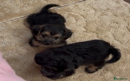 Jackapoo dogs for sale: Jackapoo puppy’s  - Image 7