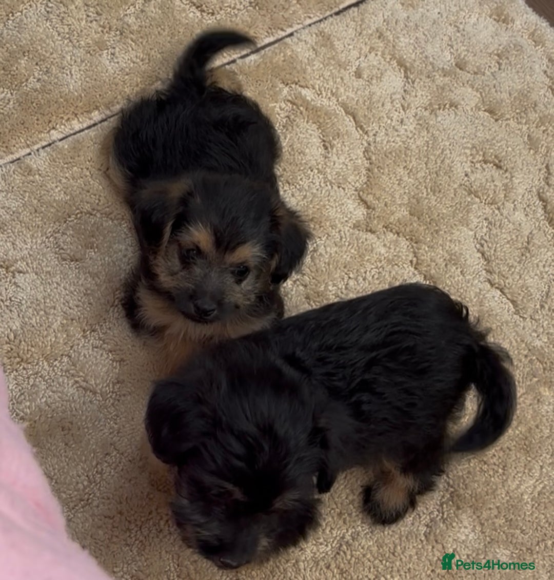 Jackapoo dogs for sale: Jackapoo puppy’s  - Image 7