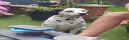 Dalmatian dogs for sale: Dalmation and mix bread  - Advert 21