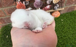 Mini Lop rabbits for sale: Stunning mini lops - Image 35