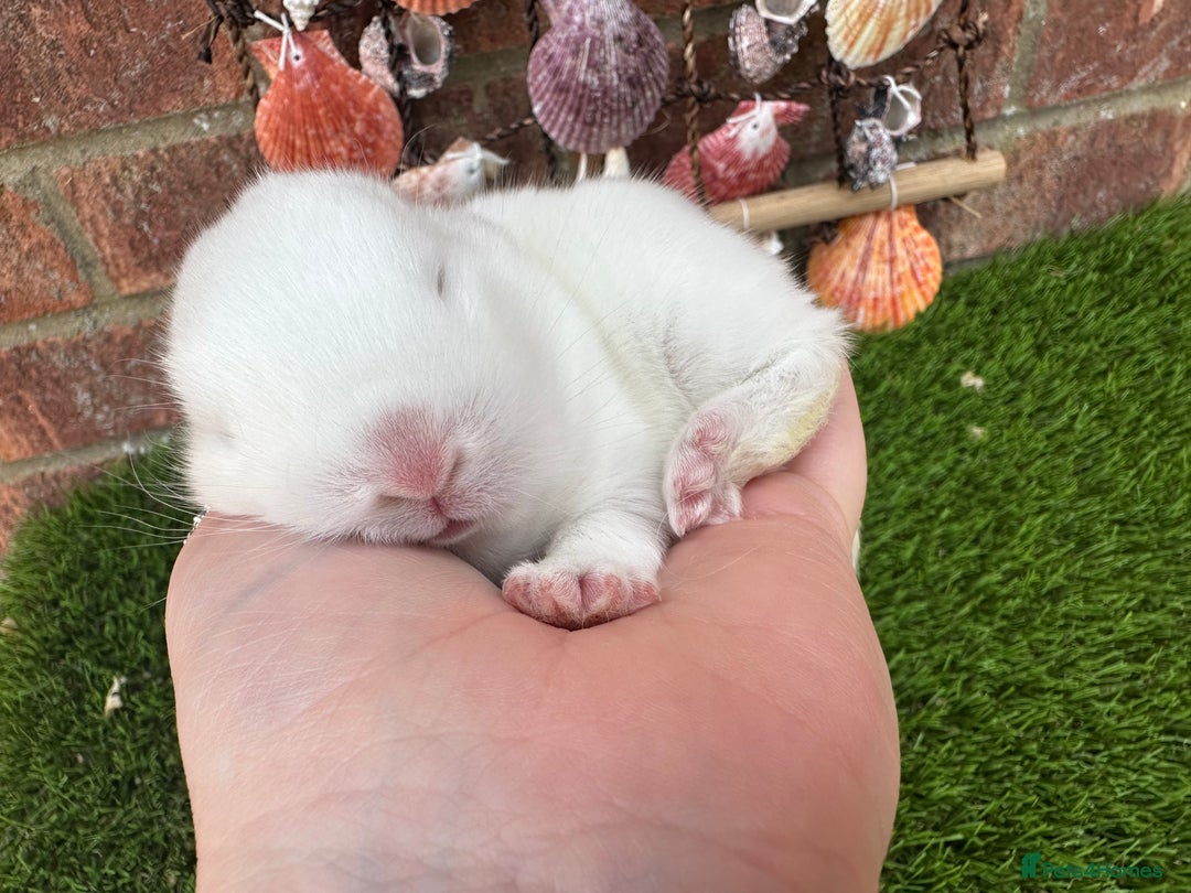 Mini Lop rabbits for sale: Stunning mini lops - Image 35
