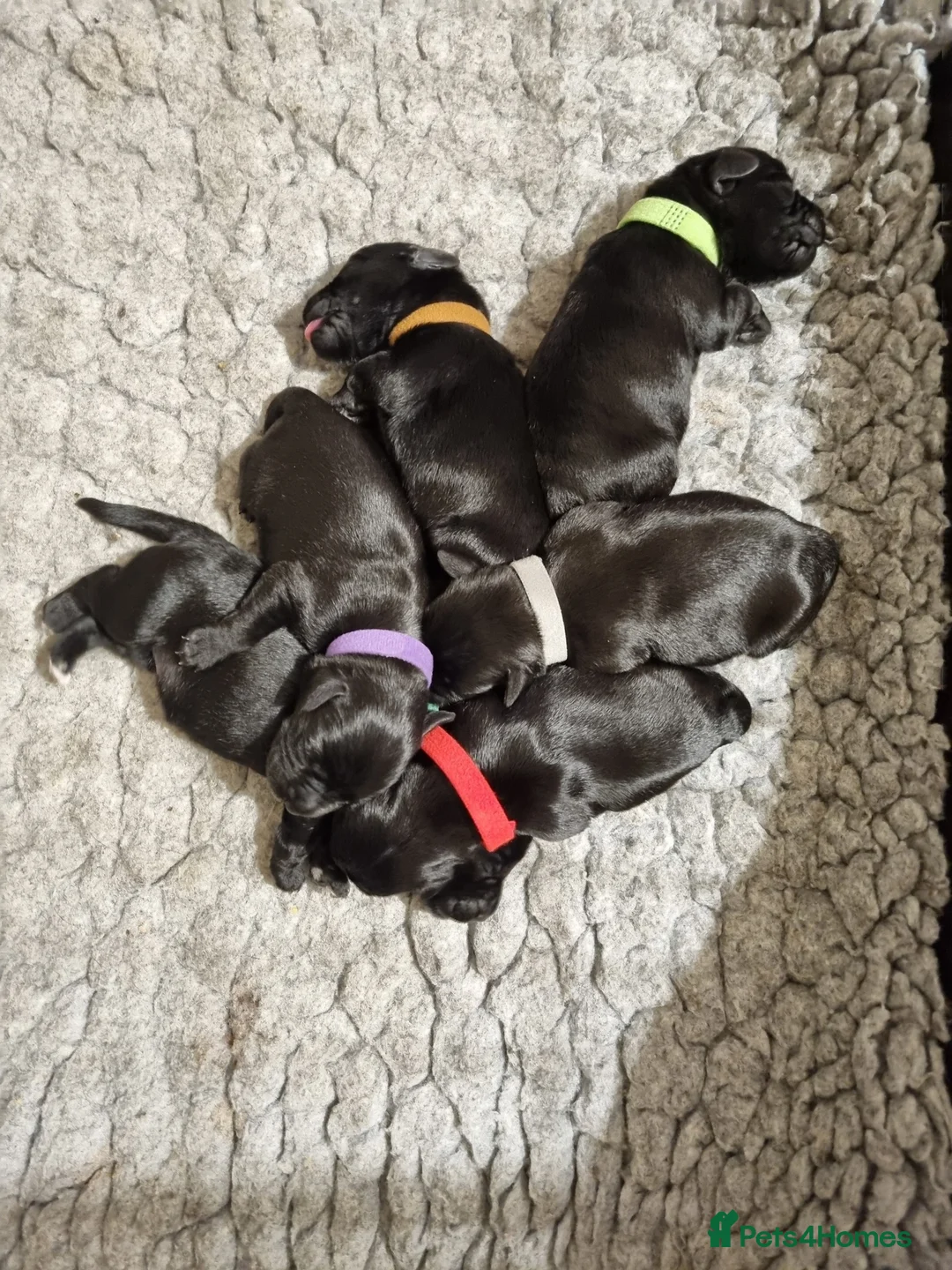 Miniature Schnauzer dogs for sale: Miniature Schnauzer puppies - Advert 2