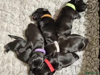 Miniature Schnauzer dogs Miniature Schnauzer puppies - Advert 9