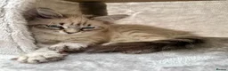 Siberian cats for sale: Soft and fluffy Siberian Neva Masquerade Kittens - Advert 19