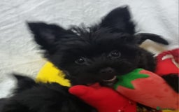 Yorkshire Terrier dogs for sale: Yorkshire Terrier puppies  - Image 27