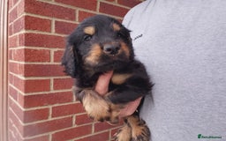 Cockapoo dogs for sale: P.a.r. clear F1 cockapoo - Image 5