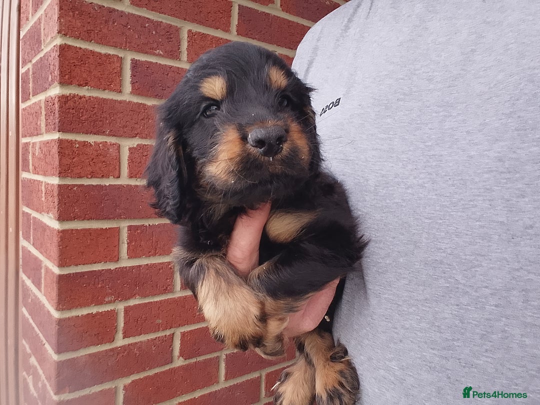 Cockapoo dogs for sale: P.a.r. clear F1 cockapoo - Image 5