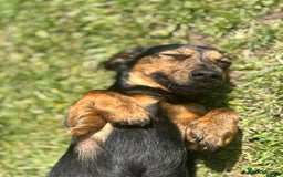 Dachshund dogs for stud: Dachshund stud  - Image 3
