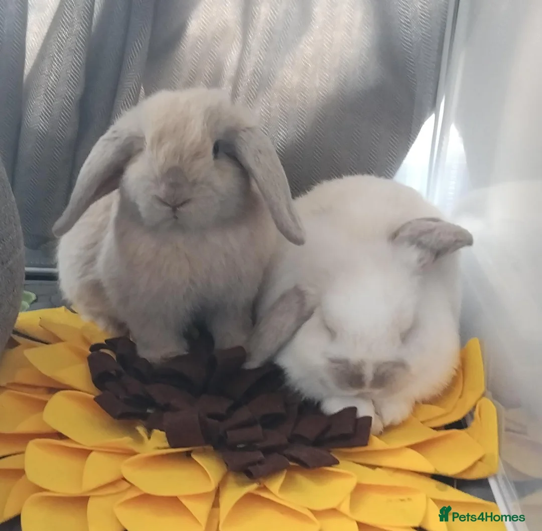 Mini Lop rabbits for sale: 2 mini lop rabbits, beautiful and friendlyly in Coalville - Advert 2