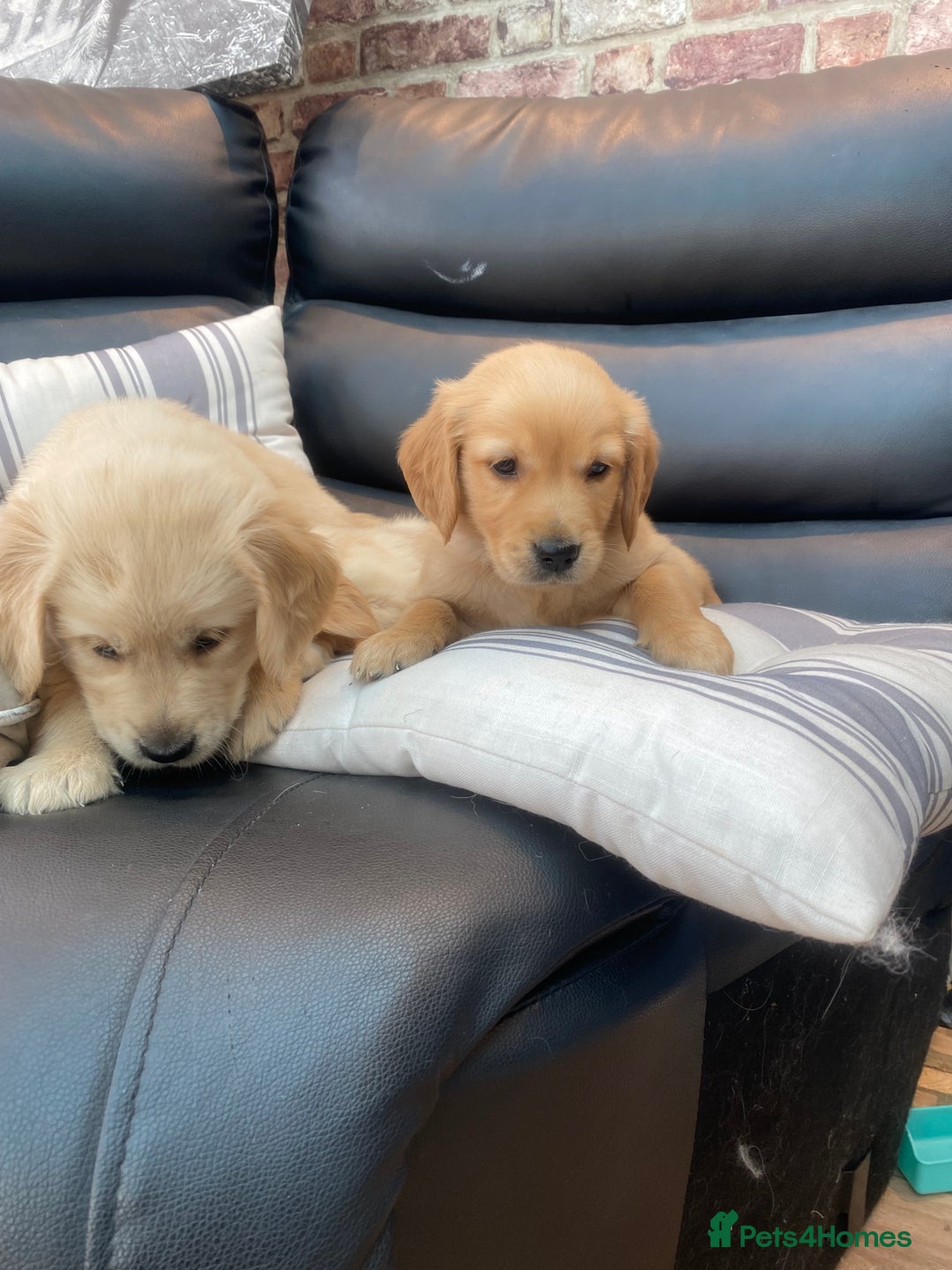 Golden Retriever dogs for sale: 5⭐️ Golden Retriever Puppies - Ready Soon ❤️🐶 - Image 12