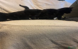 Mixed Breed cats for sale: 4 playful fluffy long haired black kittens  - Image 9