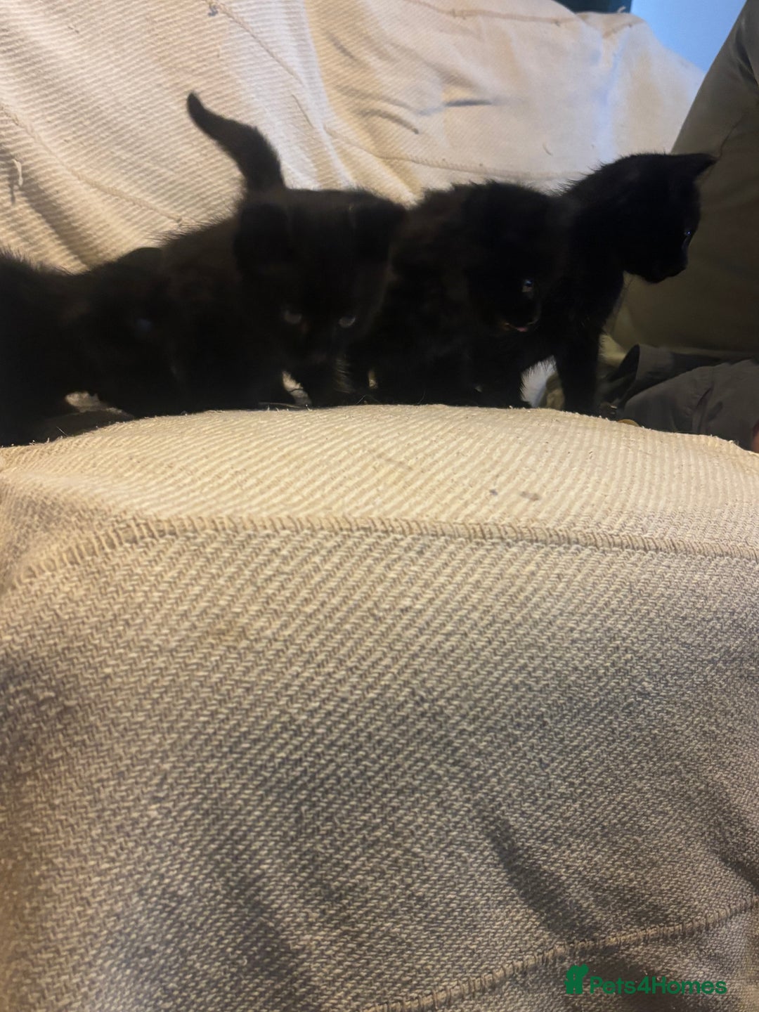 Mixed Breed cats for sale: 4 playful fluffy long haired black kittens  - Image 9