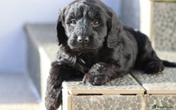 Cockapoo dogs for sale: F1 Cockapoo puppies for sale - Advert 36