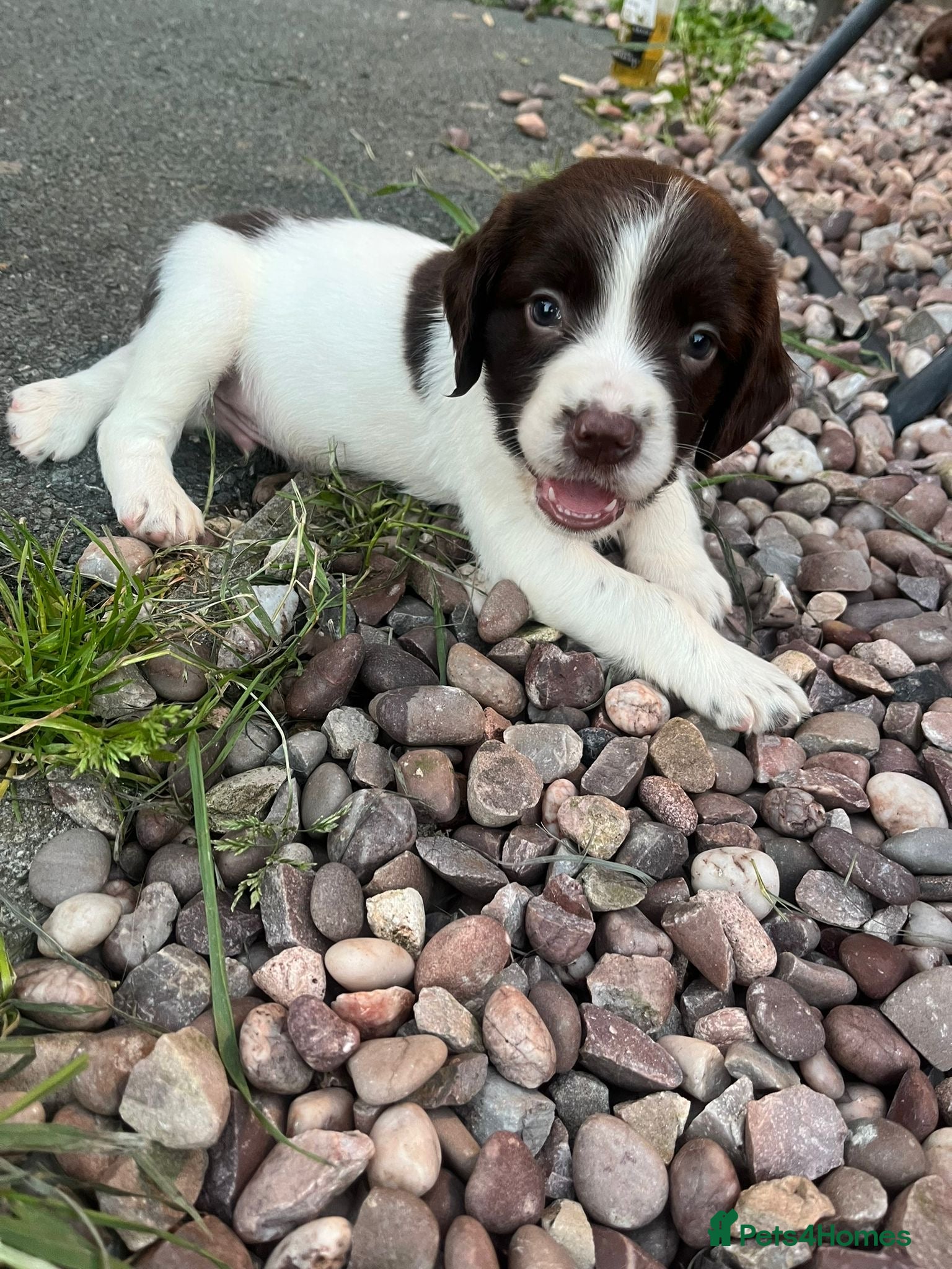 Cocker Spaniel dogs Gorgeous cocker spaniel pups🐶❤️ - Advert 1