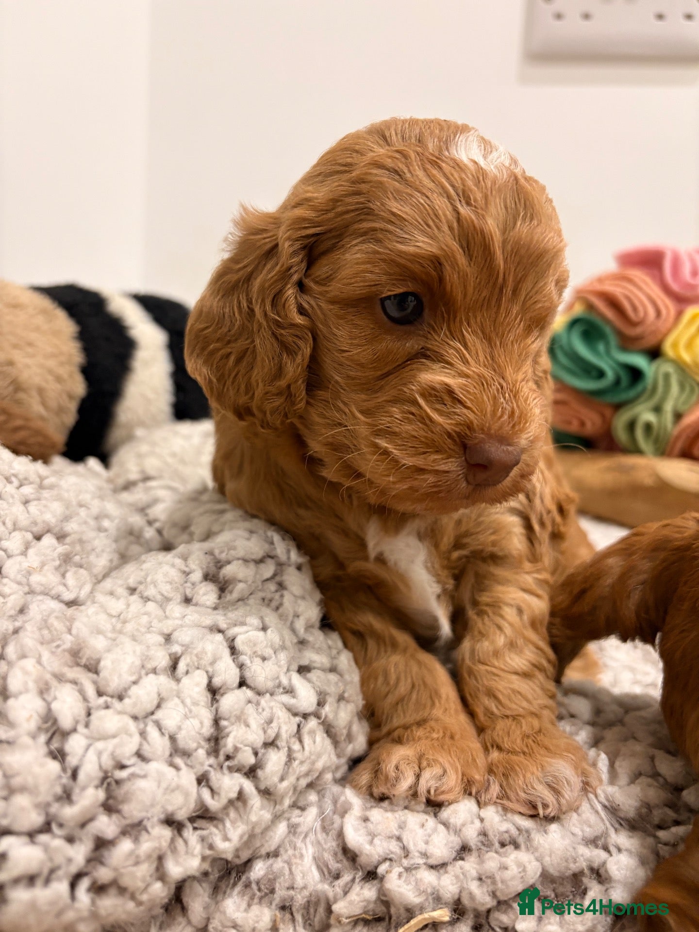 Cockapoo dogs Newborn F1 Toy show Cockapoo pups DNA tests - Advert 1