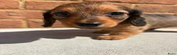 Miniature Dachshund dogs for sale: Champion bloodline miniature long haired dachshund - Advert 22
