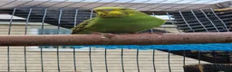 Budgerigars birds for sale: 2x female budgies 12 weeks old ready now - Advert 6