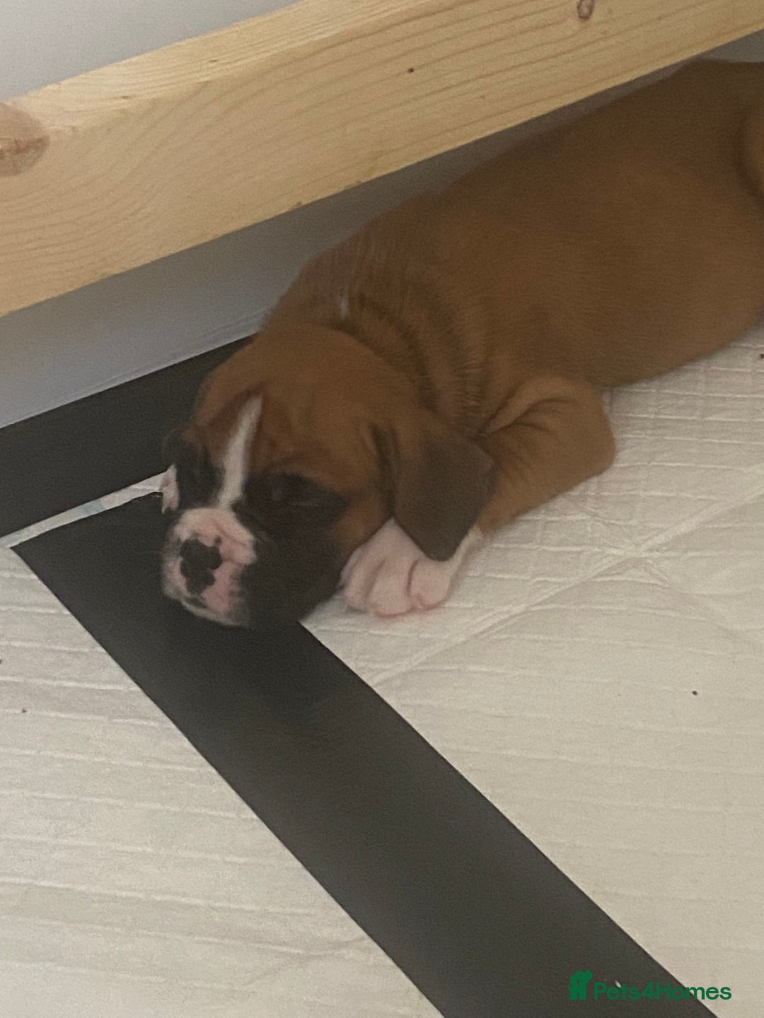 Boxer dogs for sale: Kc Boxer puppy’s bobtail and long licensed breeder - Image 38