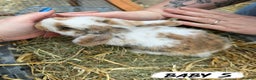 Mixed Breed rabbits for sale: Rabbits looking for forever homes! - Advert 6