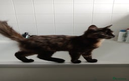 Mixed Breed cats for stud: 🏠Mother&Daughter Bonded🎀  - Image 4