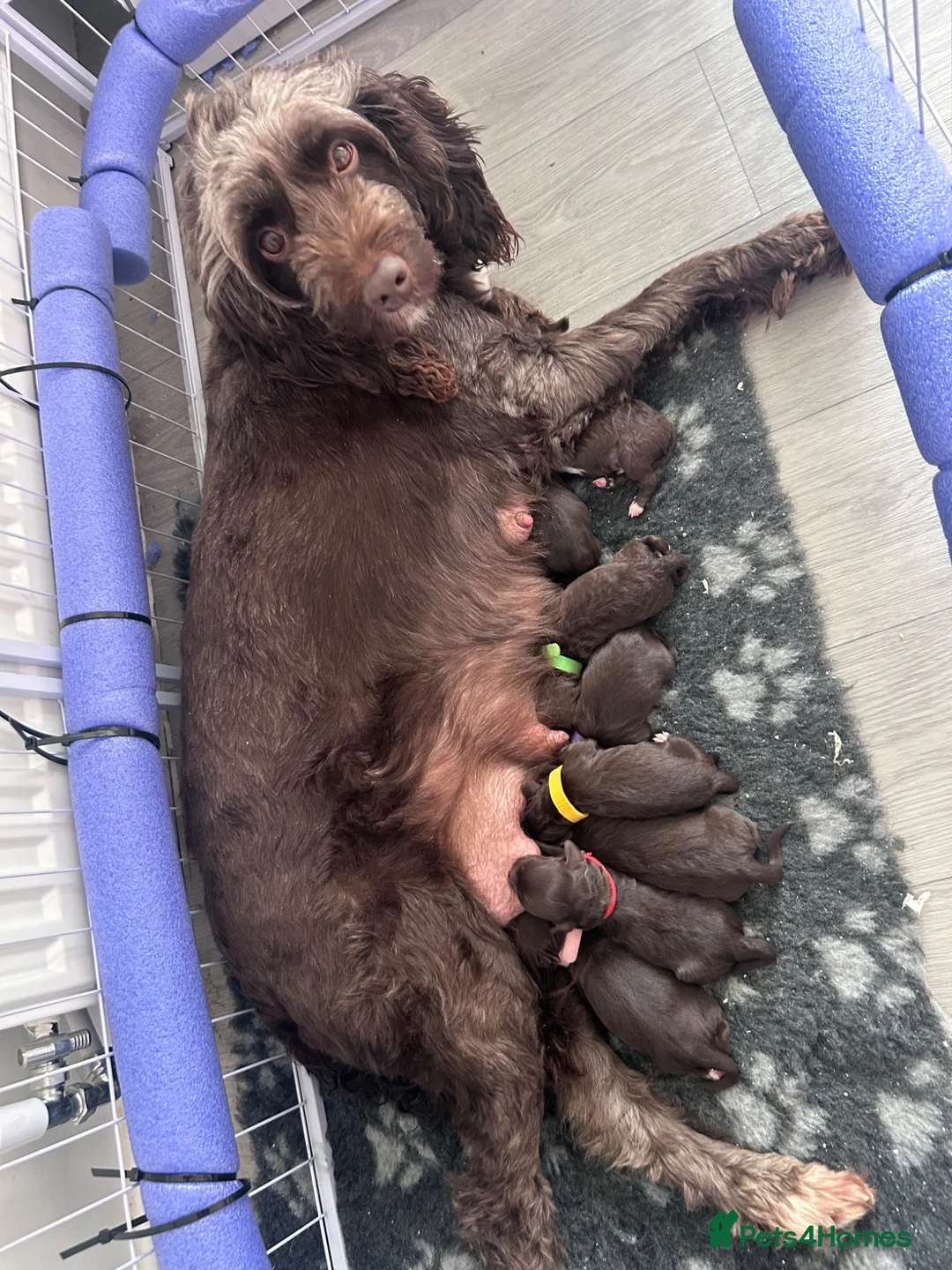 Sproodle dogs for sale: Chocolate sproodle F1b puppies  in Hull - Advert 2