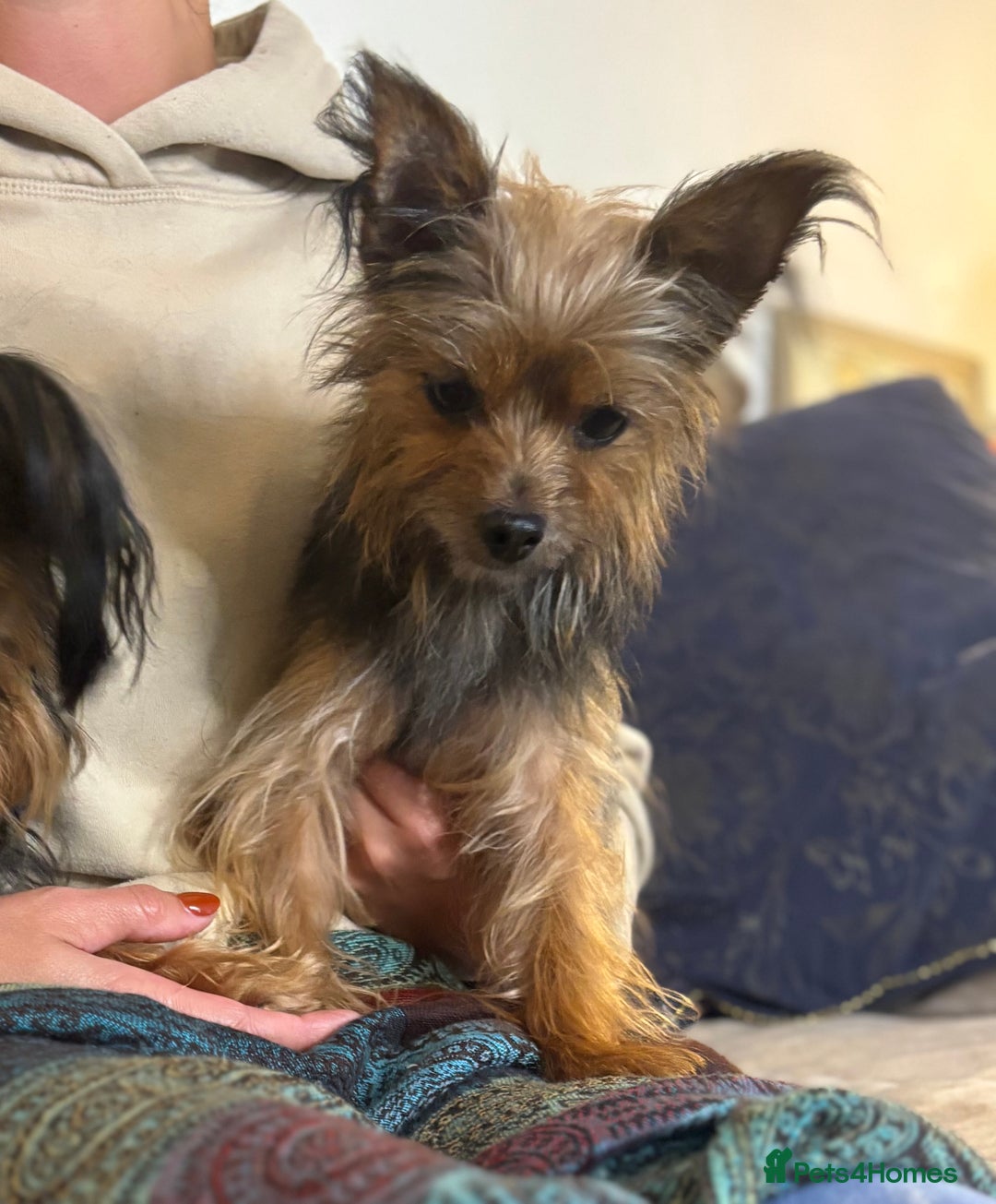 Yorkshire Terrier dogs for sale: ♥️ 2 Yorkshire Terrier girls ♥️  - Image 10