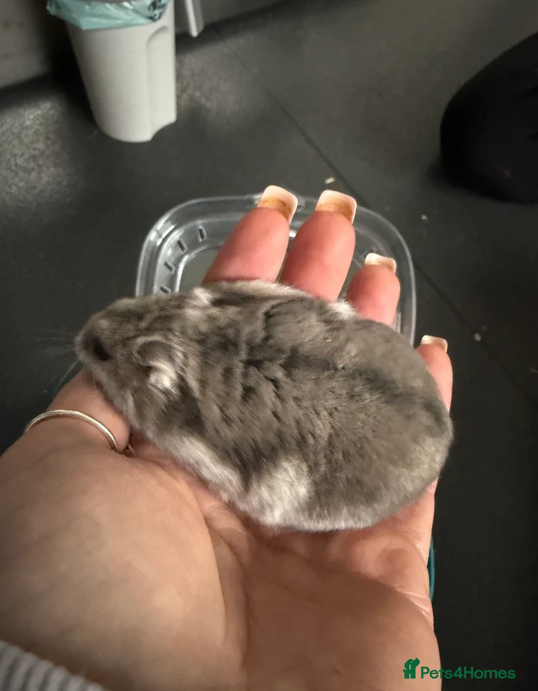 Hamster rodents for sale: Russian dwarf hamster. Perfect first pet  - Advert 1