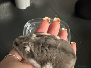 Hamster rodents Russian dwarf hamster. Perfect first pet - Advert 2