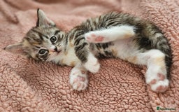 Mixed Breed cats for sale: Fluffy kittens  - Image 1