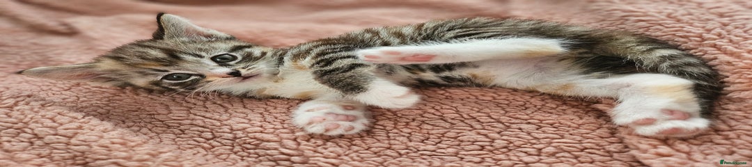 Mixed Breed Kitten 5
