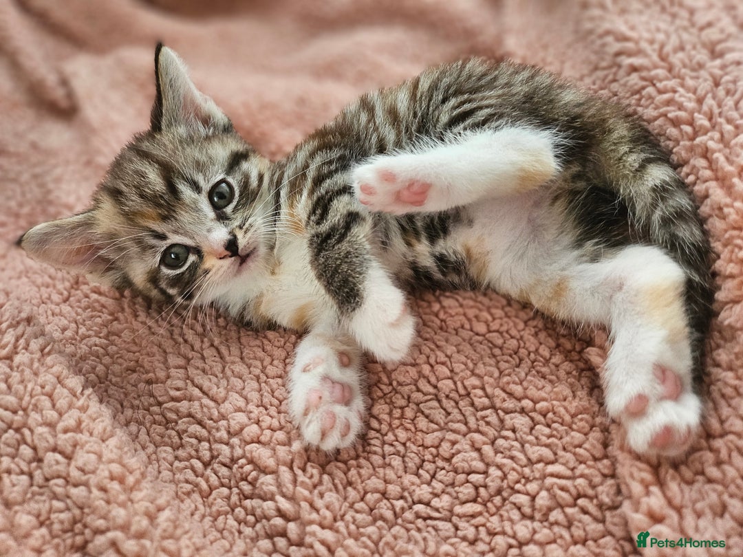 Mixed Breed cats for sale: Fluffy kittens  - Image 1
