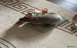 Rex rabbits for sale: Beautiful grey Rex Male rabbit with hutch - Image 2