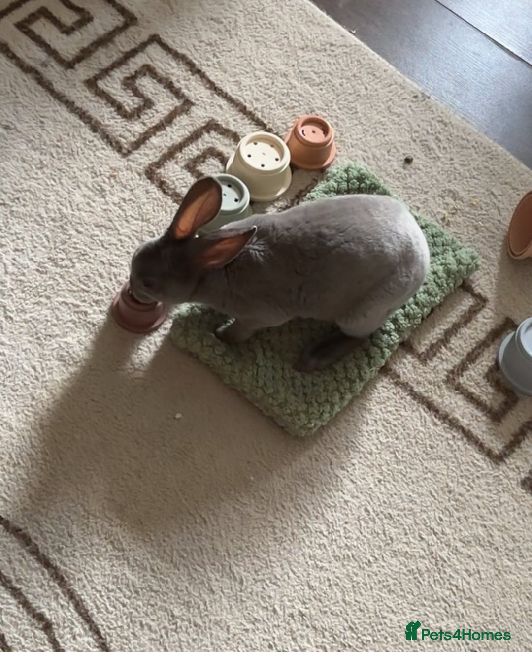 Rex rabbits for sale: Beautiful grey Rex Male rabbit with hutch - Image 2