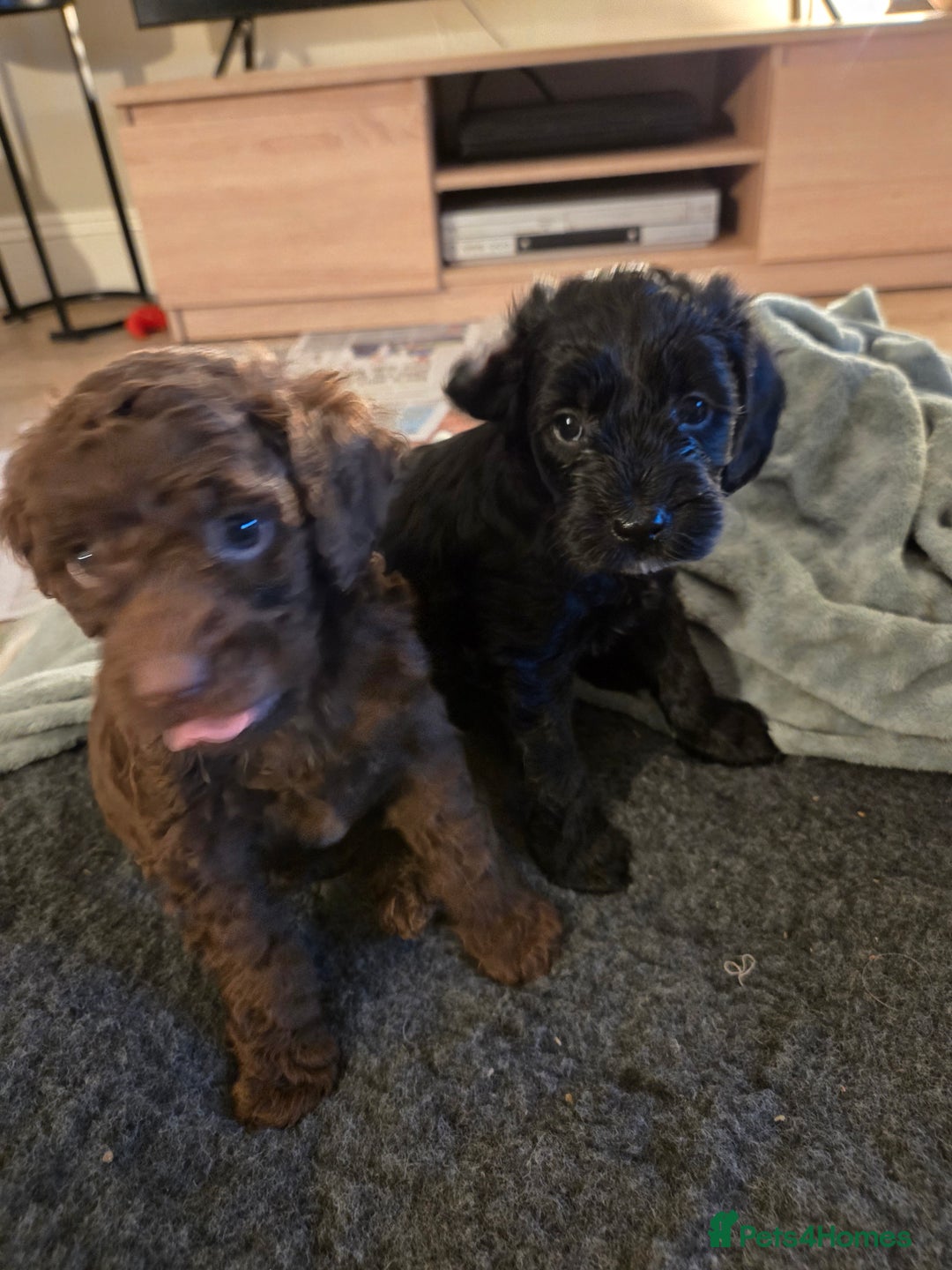 Sproodle dogs for sale: Beautiful litter of F2 Sproodles  - Image 17