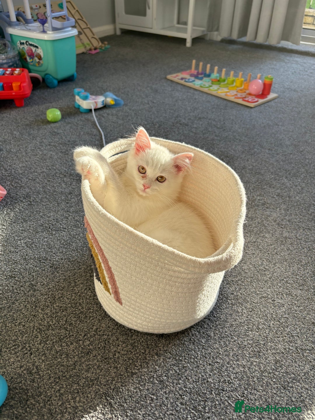 Ragdoll cats for sale: Ragdoll x male - Advert 4