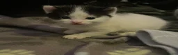 Mixed Breed cats for sale: Cute adorable kittens - Advert 8