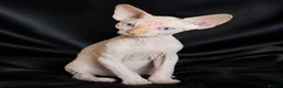 Sphynx cats for sale: Beautiful  Kittens 2 Boys & 1 Girl Available 💎 - Advert 26