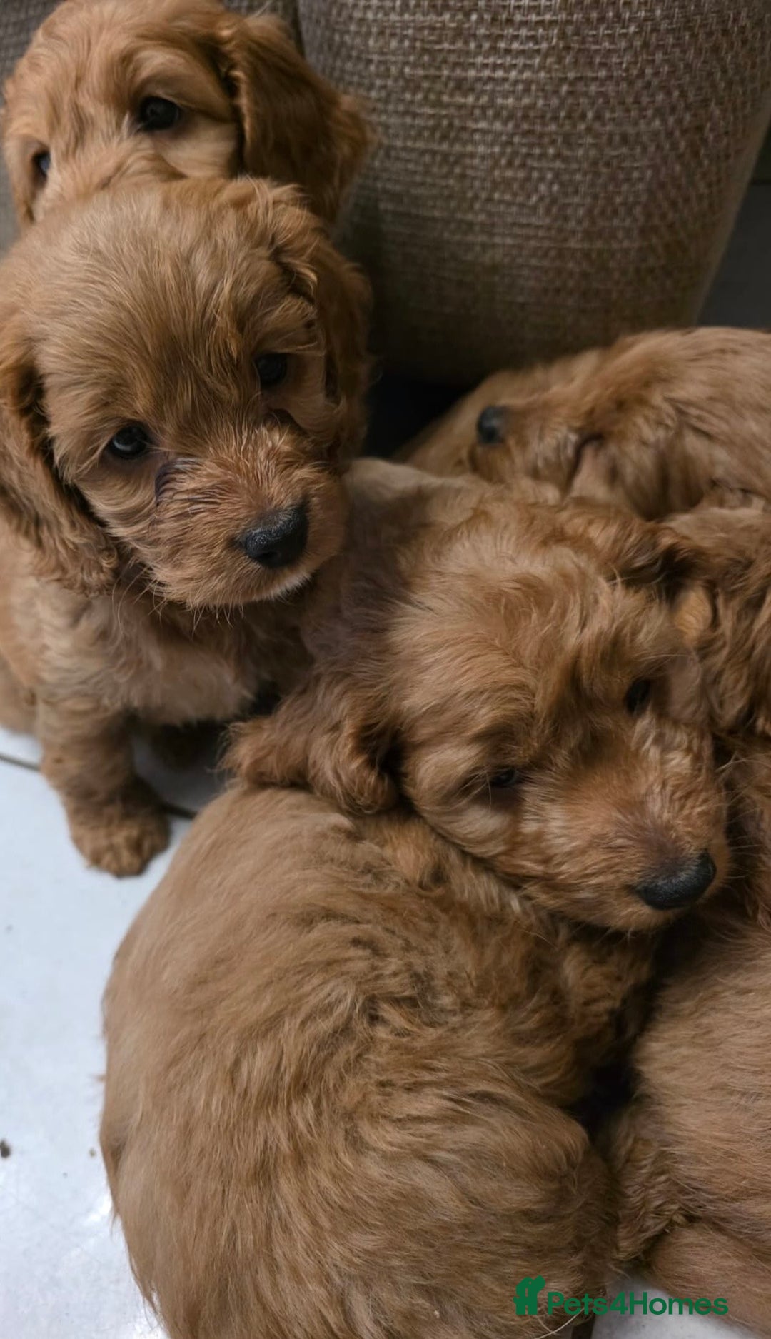 Cockapoo dogs for sale: Beautiful f1 cockapoo puppies 4 boys and 4 girls - Advert 9