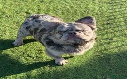 French Bulldog dogs for sale: Fabulous male fluffy frenchie 1.5 years old - Image 4