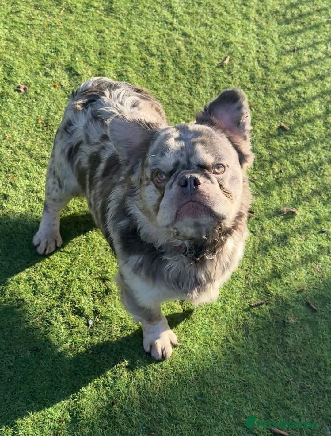 French Bulldog dogs for sale: Fabulous male fluffy frenchie 1.5 years old - Image 4