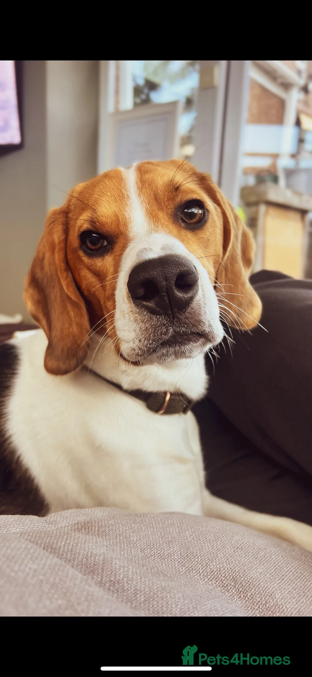 Beagle dogs for sale: Lovely, beautiful beagle for sale - Advert 13