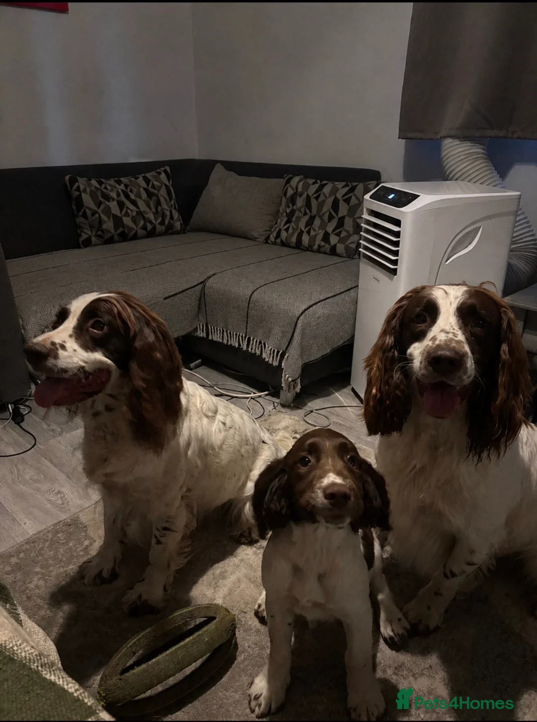 English Springer Spaniel dogs for sale: Springer pup  - Advert 1