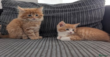 Mixed Breed cats - Advert 5