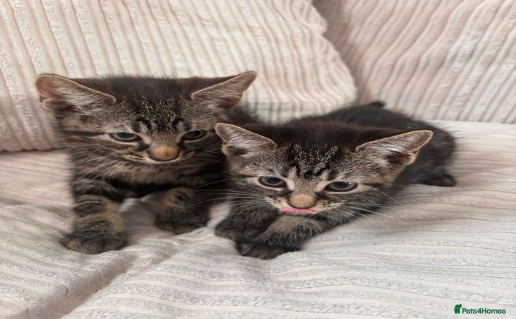 Domestic Shorthair cats - Advert 1