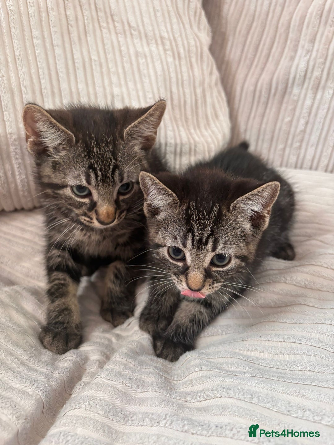 Domestic Shorthair cats for sale: Tabby Kittens  - Image 1