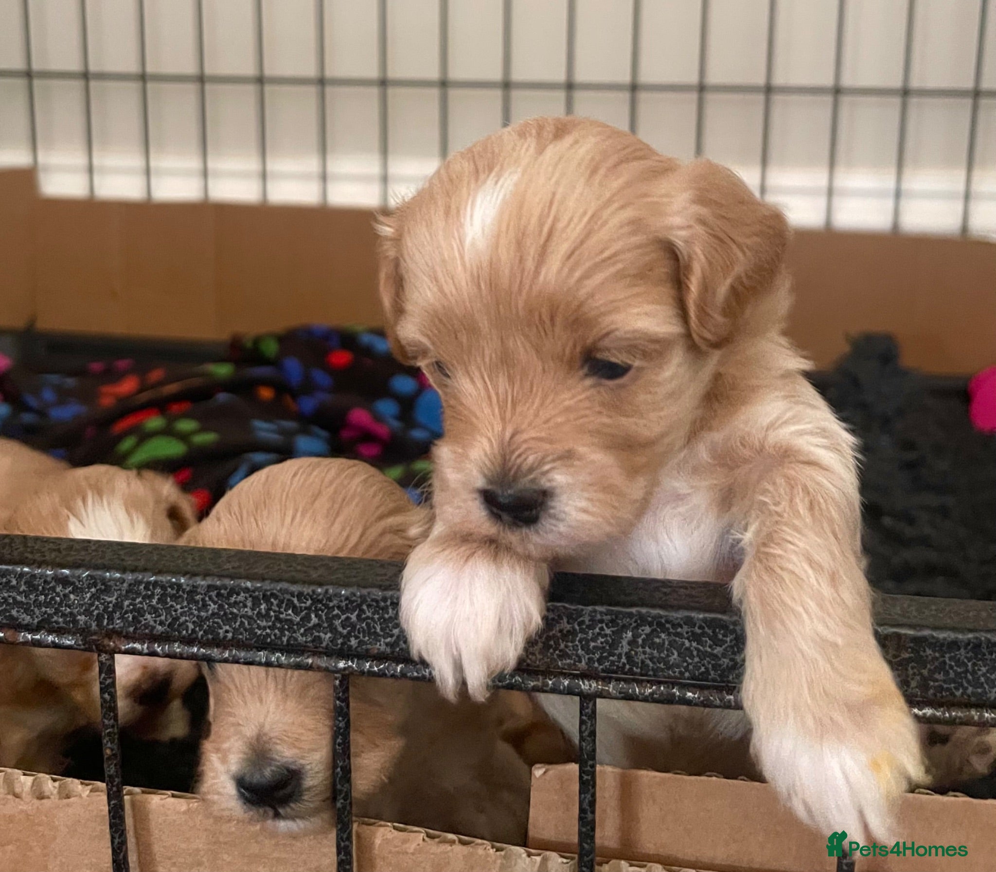 Maltipoo dogs Exquisite Maltipoo puppies kc health tested parent - Advert 18